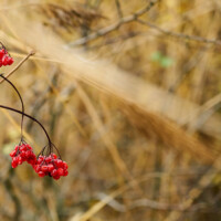 Creative photography autumn berries