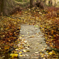 Creative photography woodland path