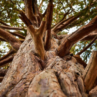 Creative photography tree